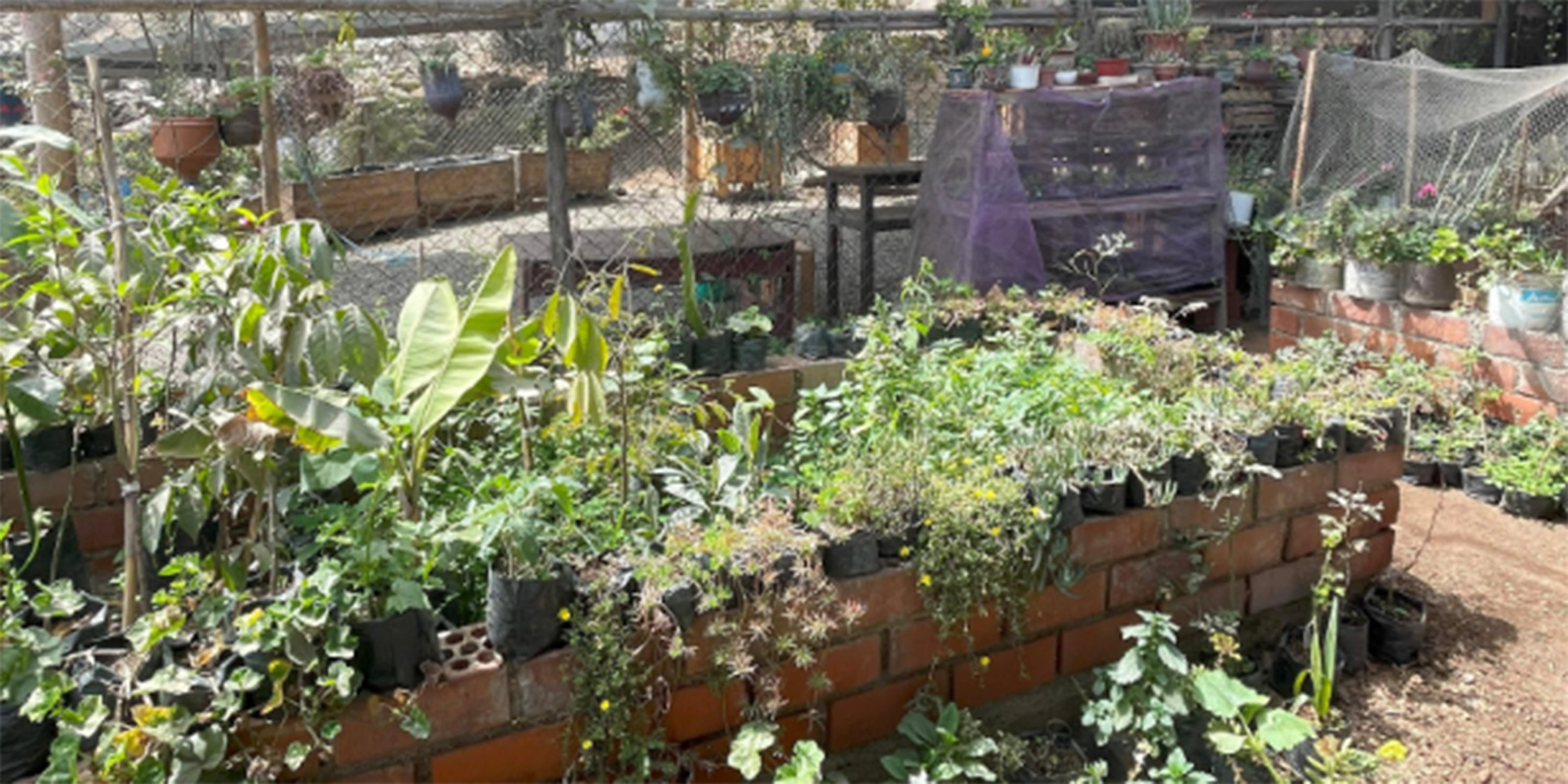 Plants and renewable resources at compost garden