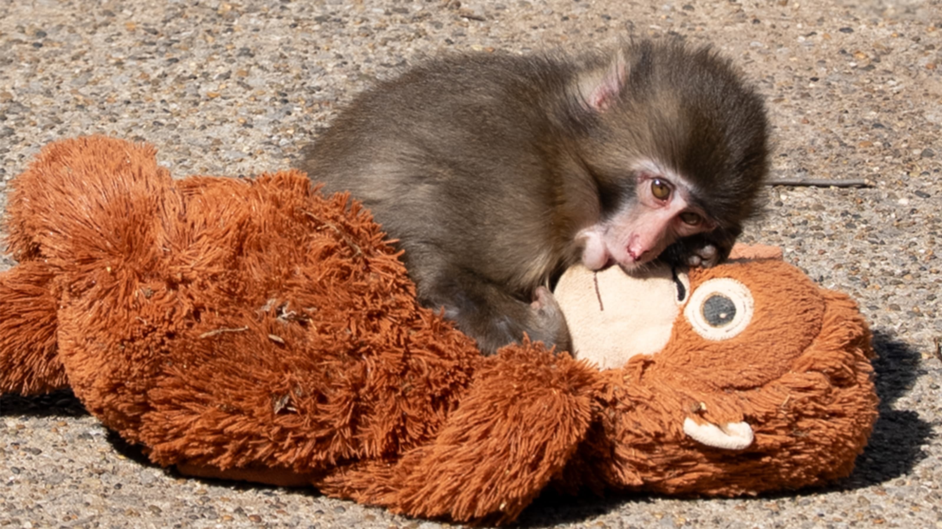 Punch the Monkey resting on his orangutan toy