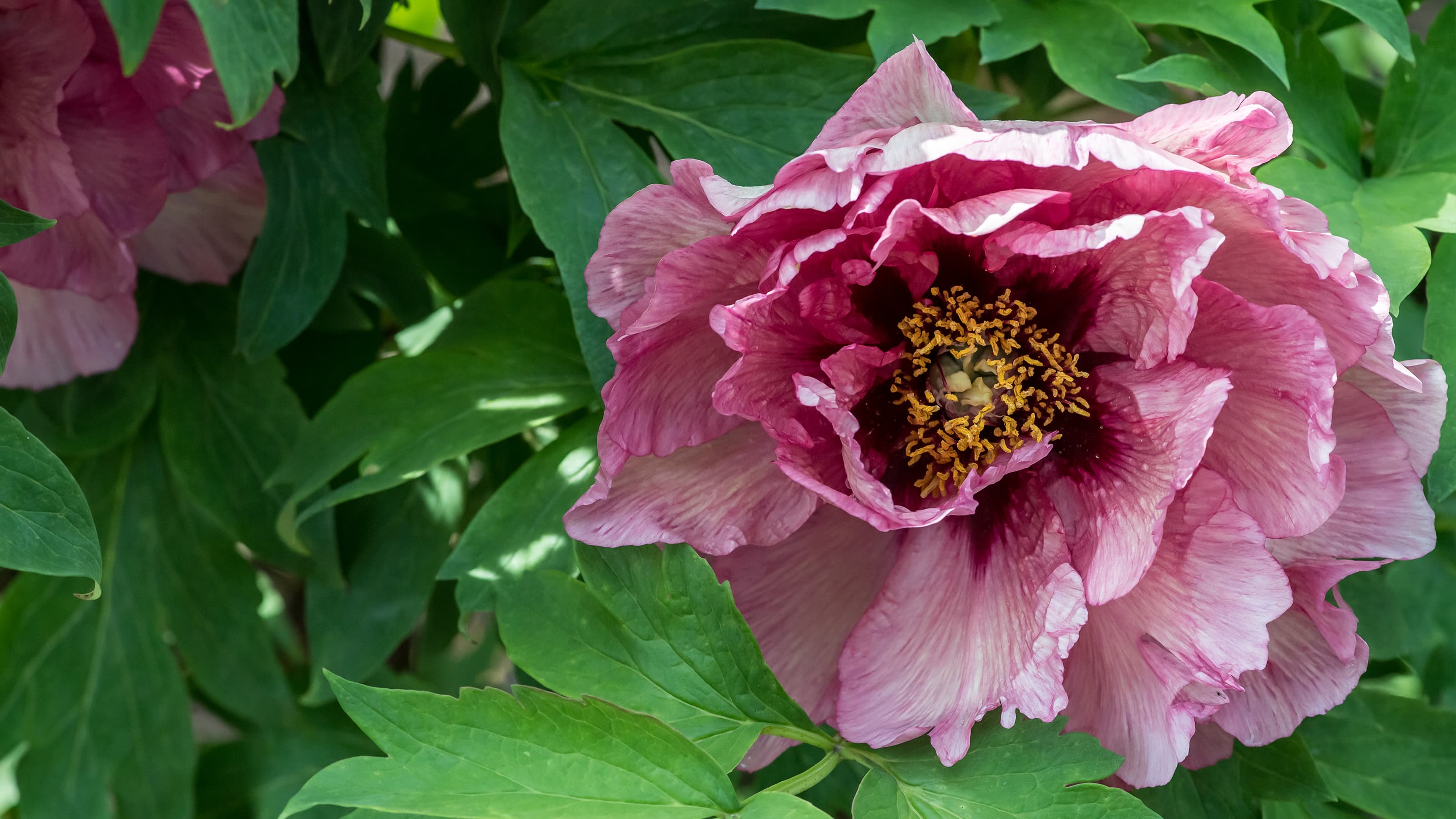 Close up photo of pink flower