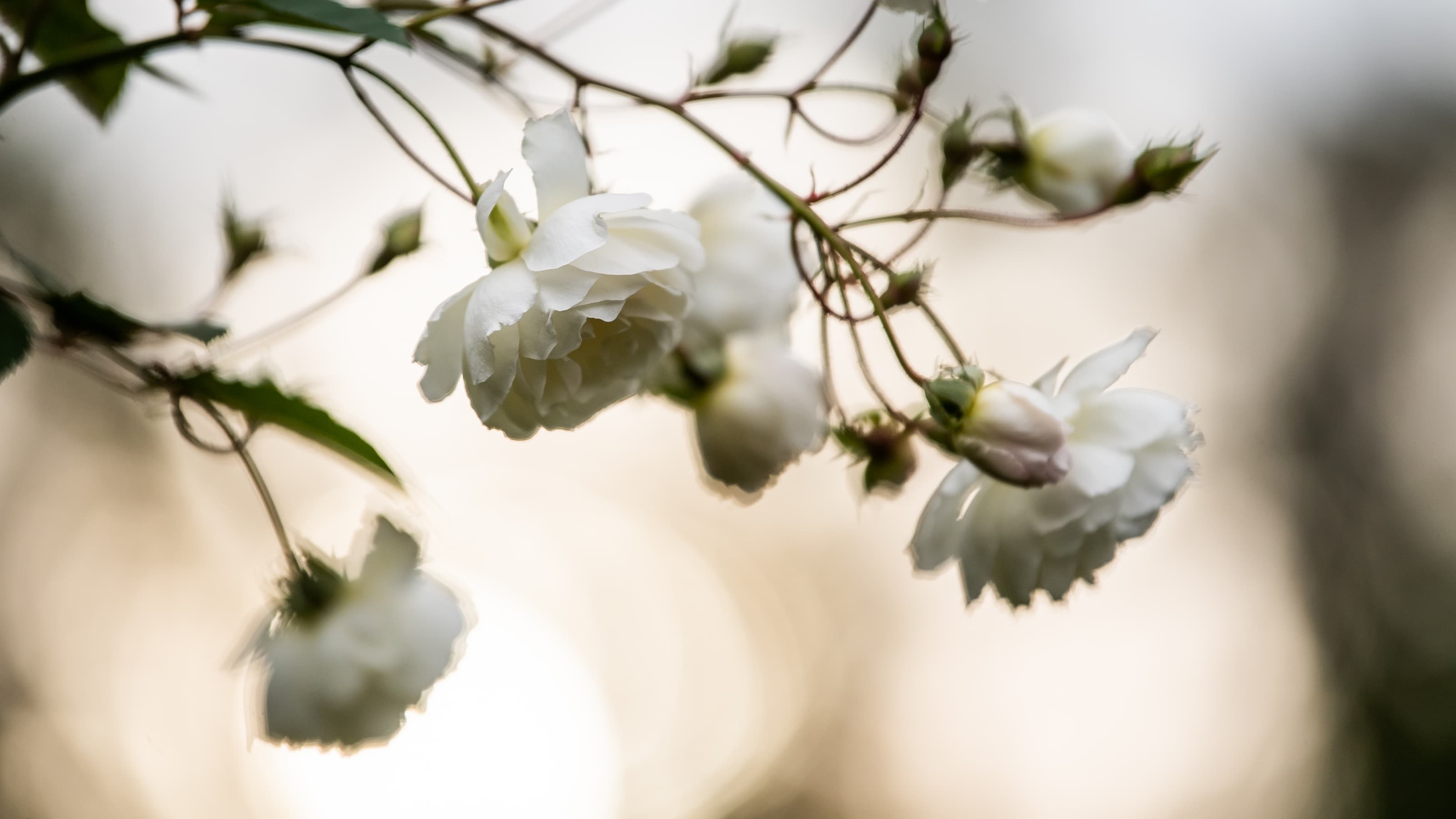 White flowers