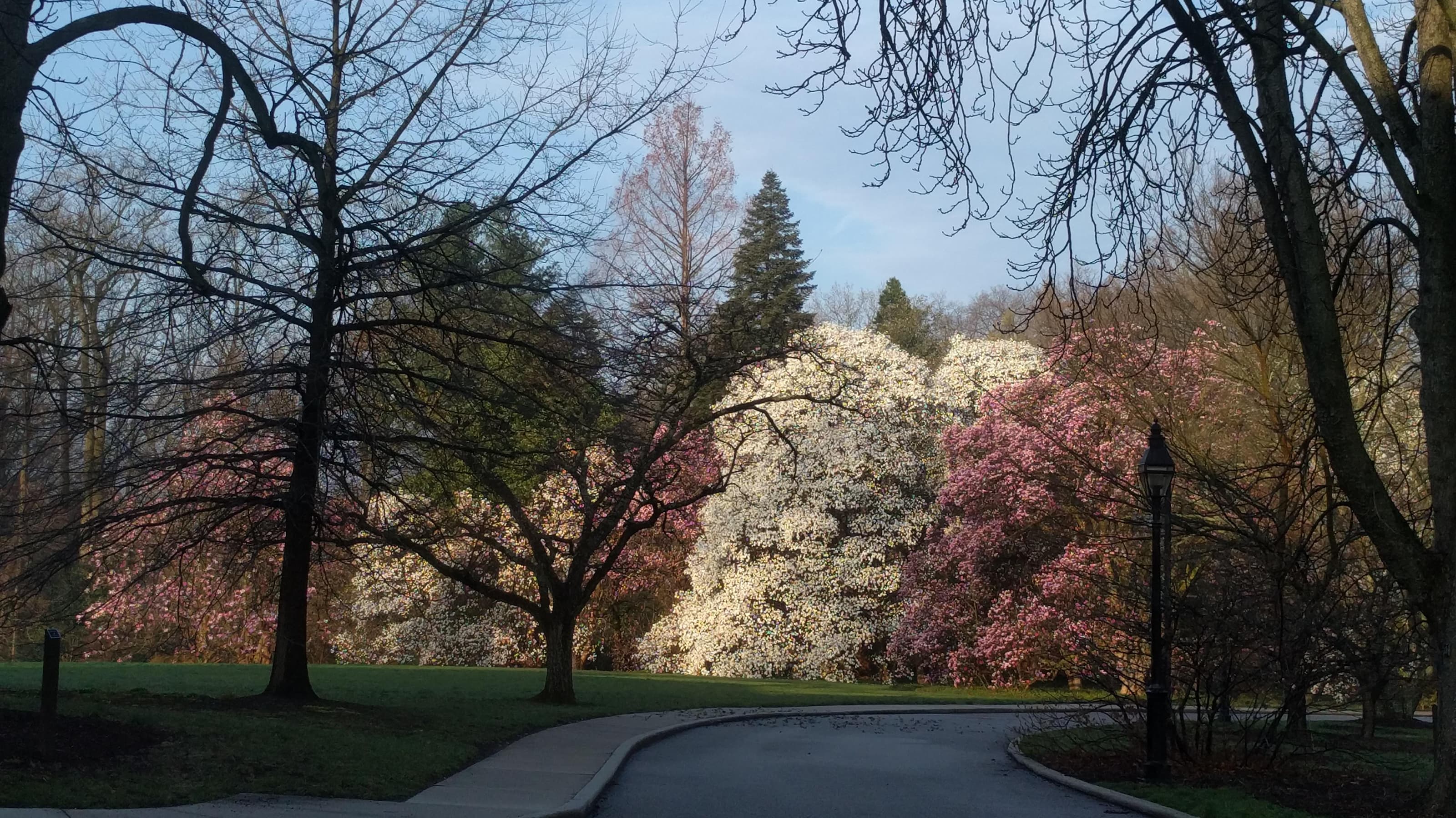 Pink and white trees