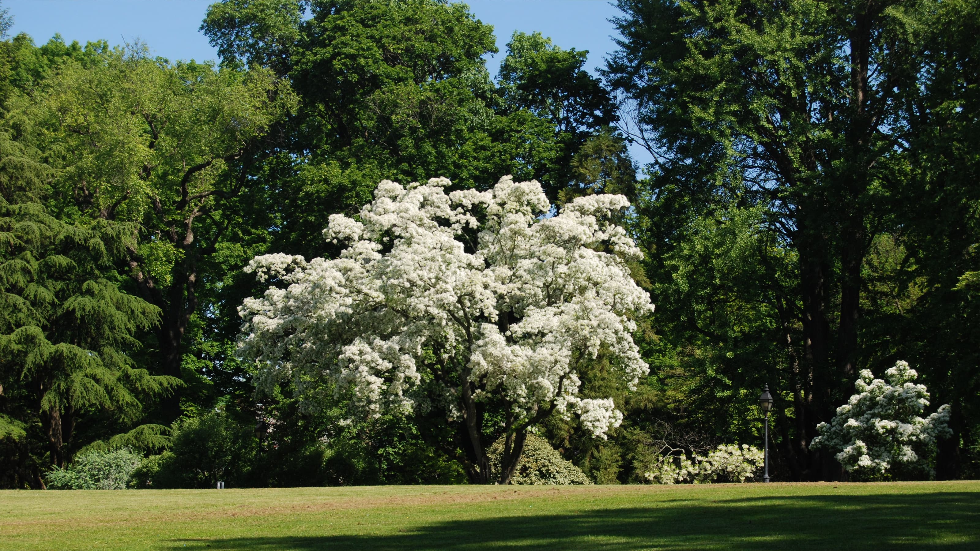 White trees