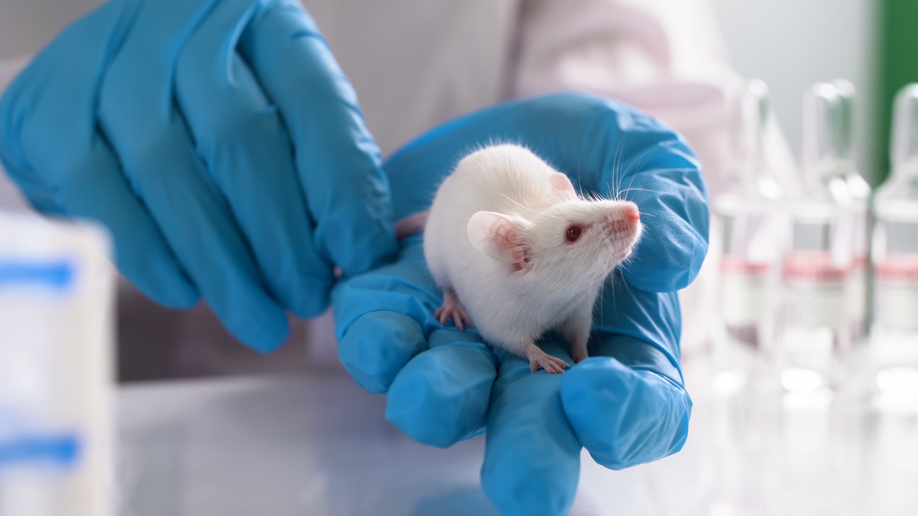 Lab mouse being used as research subject