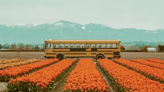 Field of orange flowers with a yellow school bus in the background