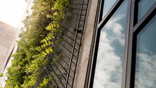 Side of building with leaves on the wall 