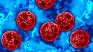 Cyclospora parasite cells