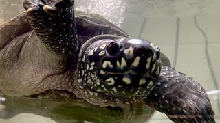 Bubba the turtle