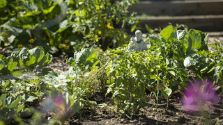 SJU community garden