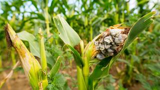 Corn infected with the fungus Ustilago maydis, or corn smut.