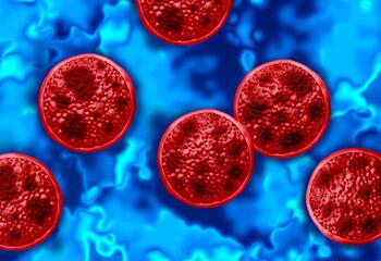 Cyclospora parasite cells