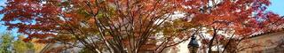 Cork tree in fall colors