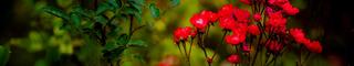 A close-up of red flowers at the Barnes Arboretum