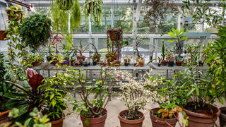 Inside of a greenhouse filled with plants