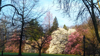 Barnes Arboretum trees at Saint Joseph's University
