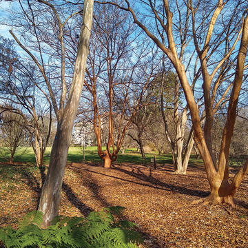stewartia trees