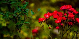 A close-up of red flowers at the Barnes Arboretum