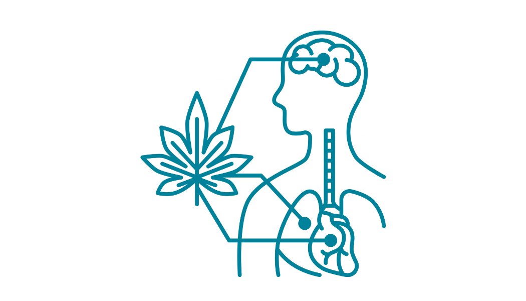 outline of a person's body showing cannabis' effects