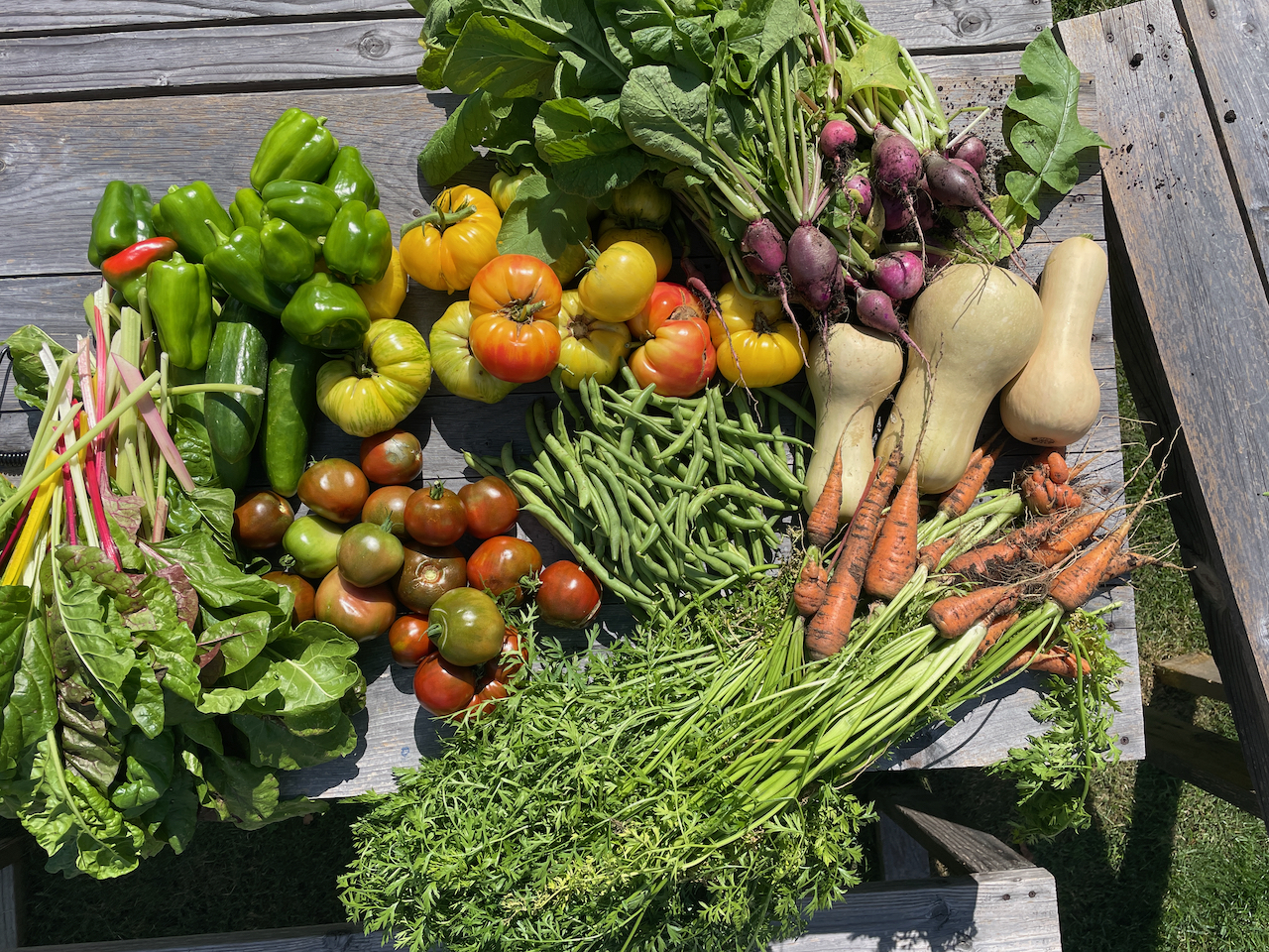 Color photograph of harvested vegetables on a wooden picnic table. The veggies are chard, green peppers, yellow tomatoes, red tomatoes, carrots, radish, cucumbers, pole beans, and butternut squash.