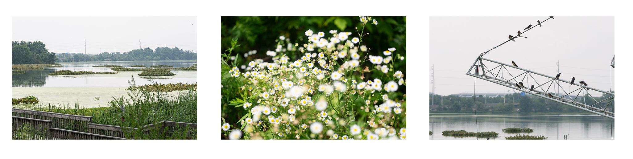 digital nature photographs