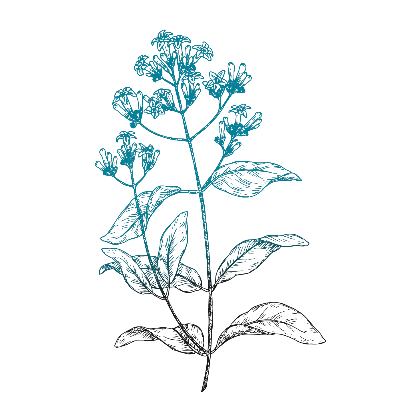 illustration of a flower