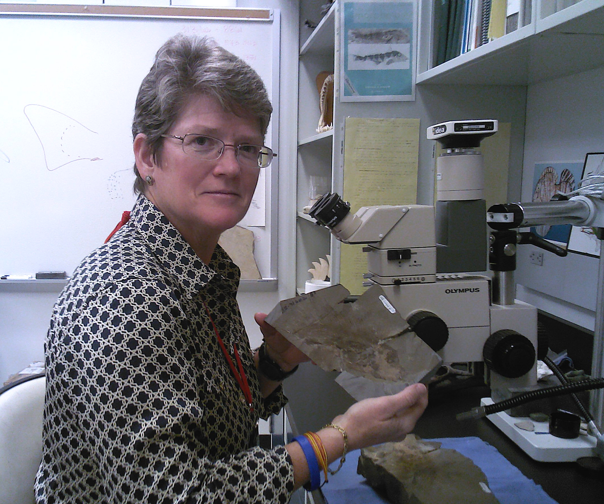 Eileen Grogan PHD SJU biology lab paleontology fossils