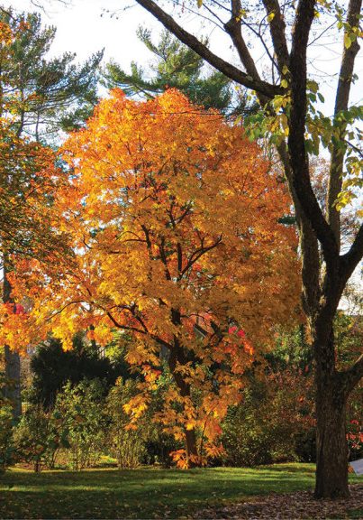 A large tree with orange leaves