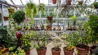 Inside of the Barnes Arboretum's greenhouse, which contains about 250 plant varieties