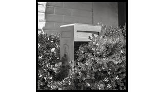 payphone in bushes