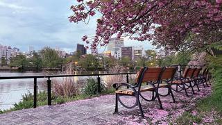 wooden park benches facing a river in Tokyo under cherry blossoms