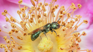 small carpenter bee on wild rose