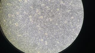 Circular image of confluent cells