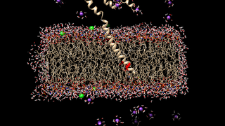 A viral protein unit is a  membrane protein produced by HIV that helps virus replicate and spread by targeting CD4 receptors for degradationand also enhance newly formed virus particles in the cell.