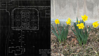 Gest Daffodils
