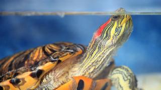 RED%20EARED%20SLIDER%203200x1800.jpg
