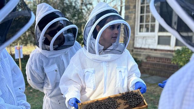 Four students in white beekeeper suits; one is holding a frame with bees and honeycomb