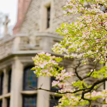 Tree blooming in front of Wolfington Welcome Center