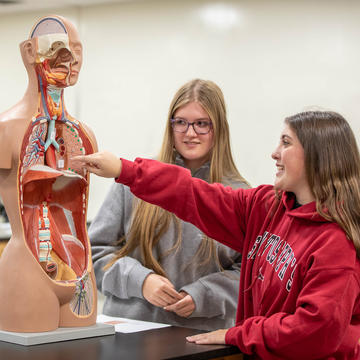 Two female students working with human body mannequin