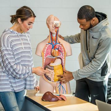 Two students studying a plastic anatomy figurine showing the organs and intestines within the body