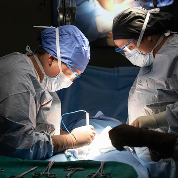 Two surgical students conducting an operation in the Clinical Simulation Lab