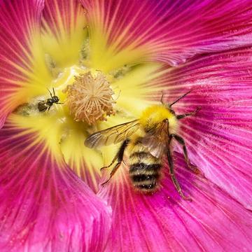 bee