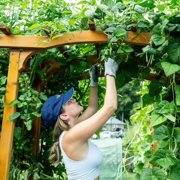 a student pruning vines on a trellis