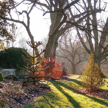 Sakhalin cork tree in the fall