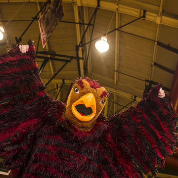 The hawk mascot flaps its wings under the lights