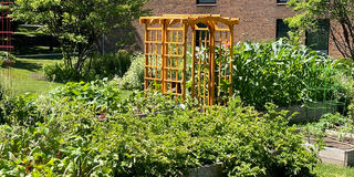 Color photograph of four raised garden beds overflowing with lush produce.