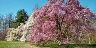 Magnolia collection in full bloom