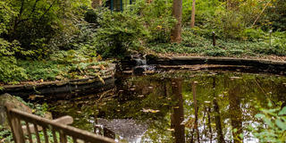Pond in the arboretum