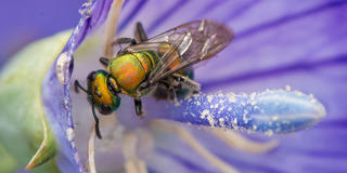 purple bee