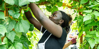 Student pruning trees in garden