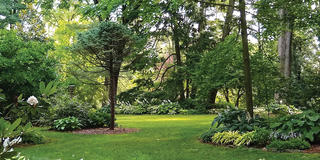hostas in a garden