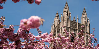 barbelin tower surrounded by cherry blossoms